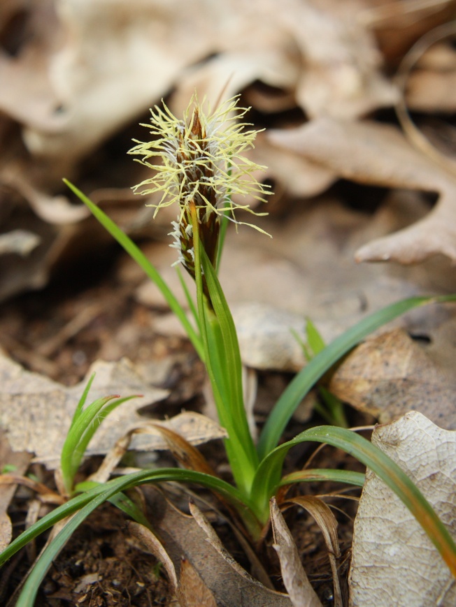 Id piccola pianta - Carex sp.